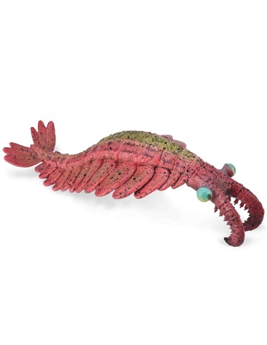 anomalocaris - l - 88977 - 90188977 COLLECTA COLLECTA