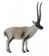 Chiru - Antilope Tibetano -L 90188721 COLLECTA